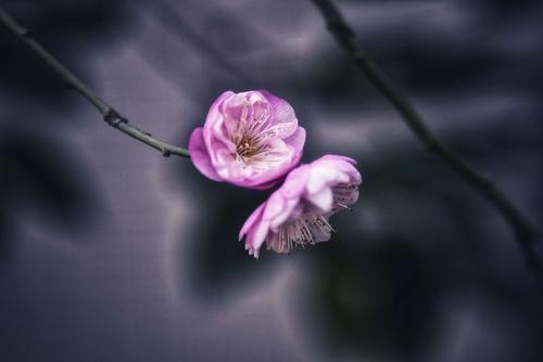 一朵花也是春天