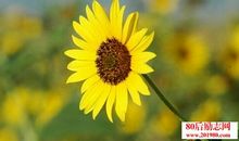 有关积极向上的名言