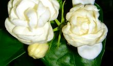 《洁白的茉莉花》读后感