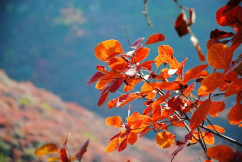 柯玲：失落的红叶