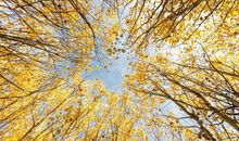 描写秋天的个性签名