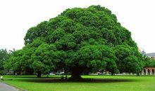 秦牧：榕树的美髯