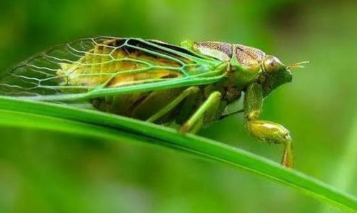 秦牧：大自然的警笛声不断