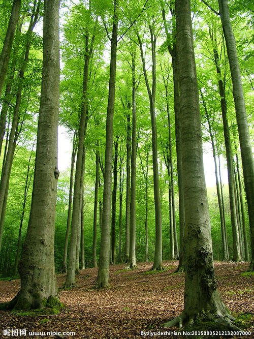 描述森林的句子