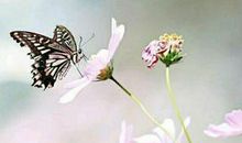 晏殊：蝶恋花·槛菊愁烟兰泣露