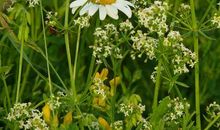 罗素·贝克名言