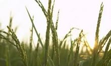 一粒稻米的耐心