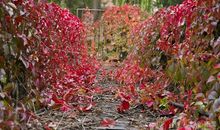 王国维：蝶恋花·百尺朱楼临大道