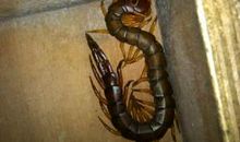 由小虫的生存看人生