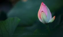 小荷才露尖尖角全诗