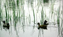 春江水暖鸭先知全诗