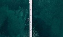 苏雪林：青岛的树