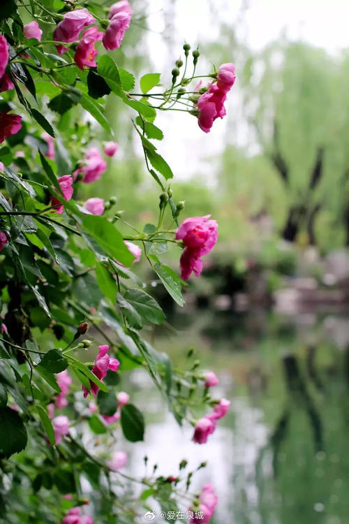 一句话描述初夏的阳光