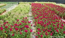 离离原上草全诗