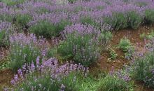 那个没抢到座位的孩子