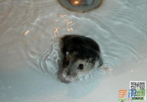 小动物组成：小仓鼠