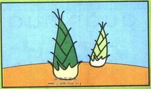 与竹笋有关的歇后语