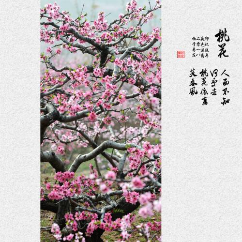 桃花仍在春风中笑