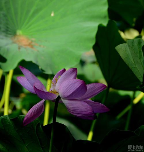 天空与荷叶全诗