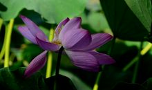 接天莲叶无穷碧全诗