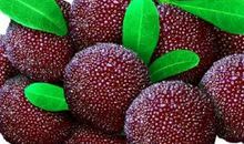 鲁彦：故乡的杨梅