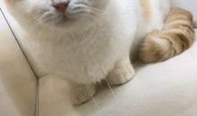 上帝也是馋嘴猫