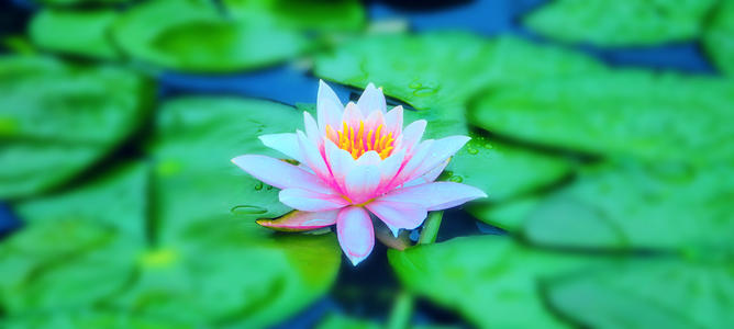 孤独的自我欣赏