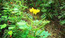 废名：树与柴火