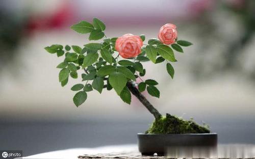 写植物成分：美丽的月季花