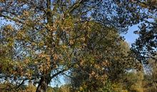 萧红：索非亚的愁苦