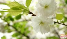 形容春暖花开的句子