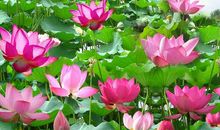 形容睡莲的句子