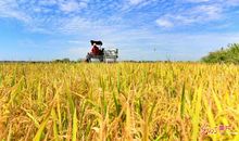 梁衡：丰收岭绿岛