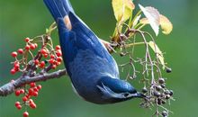 描写鸟儿动作的句子