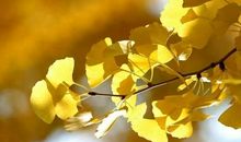 《银杏 银杏》读后感