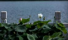 张秀亚：秋日小札