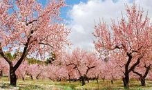 初二作文：又是一年杏花烂漫时