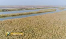 芦花荡写景的句子