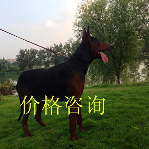 鼓舞人心的故事：不要让两匹马的屁股决定一切