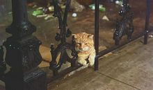 蒂凡尼的早餐读后感