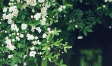 人生感悟：人生是场荒芜的旅行，冷暖自知，苦乐在心