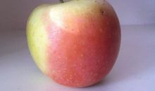 做苹果，那就做一只永不生虫的大苹果