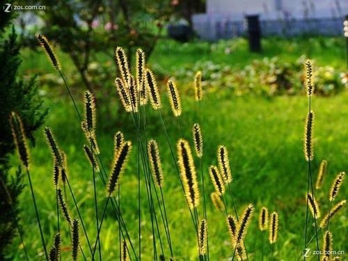 春天的爱情宣言