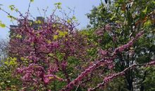 茅盾：乡村杂景