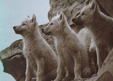 关于阅读《狼图腾》的思考