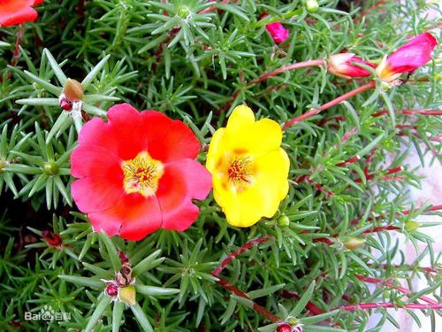 种向日葵的小猪读了400字