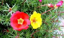 种太阳花的小猪读后感400字