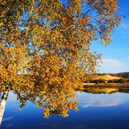 顾城：早晨的花