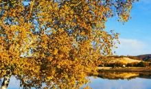 顾城：早晨的花