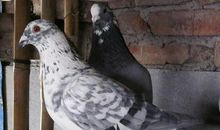 苏雪林：鸽儿的通信